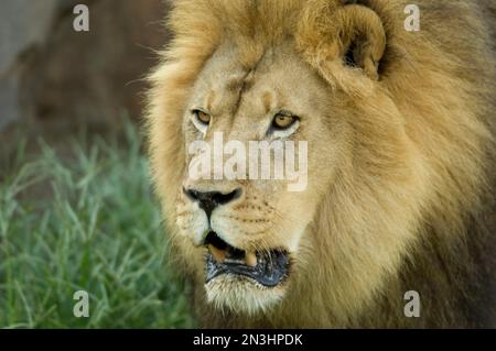 Porträt eines männlichen afrikanischen Löwen (Panthera leo krugeri) in seinem Gehege in einem Zoo; Wichita, Kansas, Vereinigte Staaten von Amerika Stockfoto