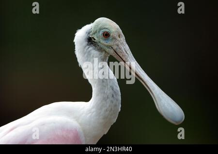 Porträt eines Roseate Spoonbill (Ajaia ajaja) vor schwarzem Hintergrund in einem Zoo; Wichita, Kansas, Vereinigte Staaten von Amerika Stockfoto