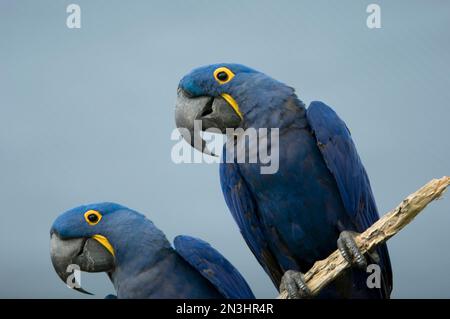 Porträt zweier Hyazinth Macaws (Anodorhynchus hyacinthinus) auf einem Ast vor blauem Hintergrund in einem Zoo Stockfoto