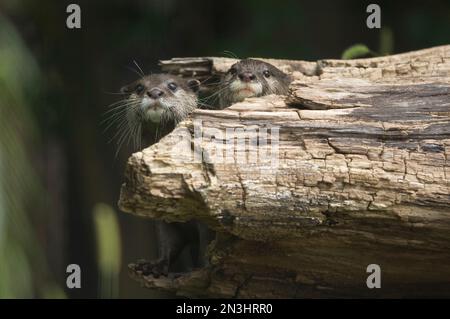 Porträt zweier asiatischer kleinkratziger Otter (Aonyx cinerea), die sich hinter einem Holzklotz in ihrem Gehege in einem Zoo verstecken: Manhattan, Kansas, Vereinigte Staaten von Amerika Stockfoto