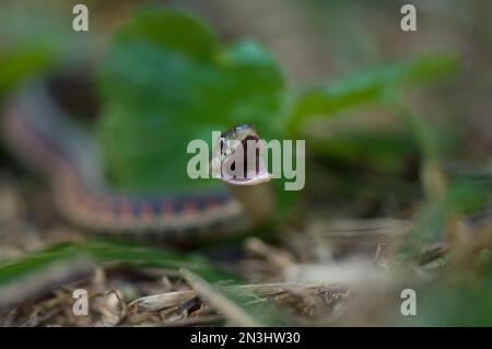 Roter Strumpfschlange (Thamnophis sirtalis parietalis) auf dem Boden mit offenem Mund; Princeton, Nebraska, Vereinigte Staaten von Amerika Stockfoto