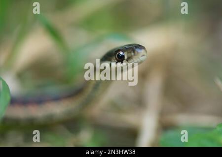 Porträt einer Rotseitenstachelschlange (Thamnophis sirtalis parietalis), die auf einem Bauernhof gefunden wurde; Princeton, Nebraska, Vereinigte Staaten von Amerika Stockfoto