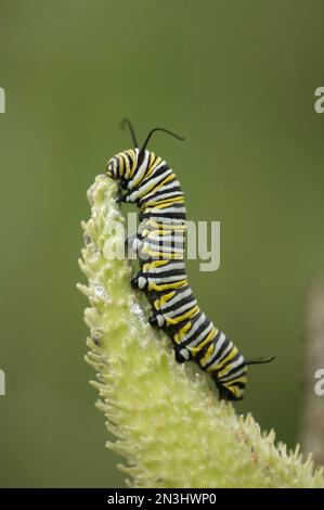 Monarch-Schmetterling-Raupe (Danaeus plexippus) klettert auf Kuschelkraut; Denton, Nebraska, Vereinigte Staaten von Amerika Stockfoto