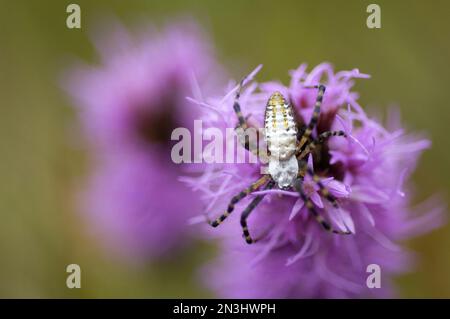 Die Argiopispinne mit silberner Kugel ruht auf einer violetten Gayfeather (Liatris); Denton, Nebraska, Vereinigte Staaten von Amerika Stockfoto