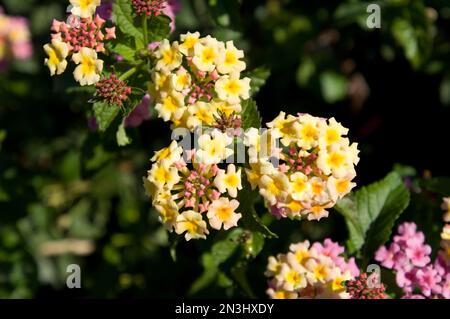 „Schinken und Eier“-Blumen (Lantana camara), auch bekannt als Common Lantana, erblühen in North Carolina, USA Stockfoto