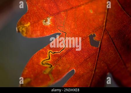 Verwitterte Details eines im Herbst gefärbten Eichenblattes; Middlebury, Vermont, Vereinigte Staaten von Amerika Stockfoto