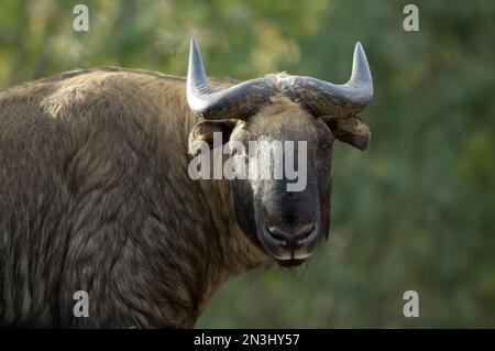 Porträt eines Mishmi Takin (Budorcas Taxicolor) in einem Zoo in Denver, Colorado, Vereinigte Staaten von Amerika Stockfoto