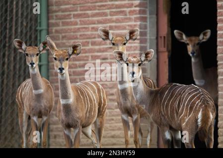 Lesser kudus (Tragelaphus imberbis) in einem Zoobereich; Denver, Colorado, Vereinigte Staaten von Amerika Stockfoto