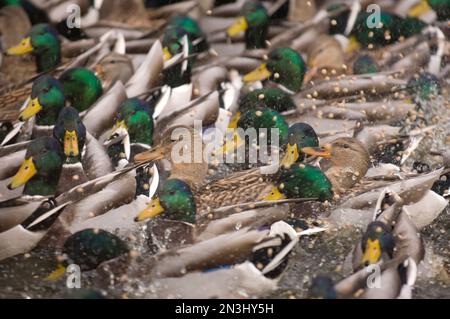 Stockenten (Anas platyrhynchos platyrhynchos) zur Fütterungszeit im Wasser eines Zoos; Denver, Colorado, Vereinigte Staaten von Amerika Stockfoto