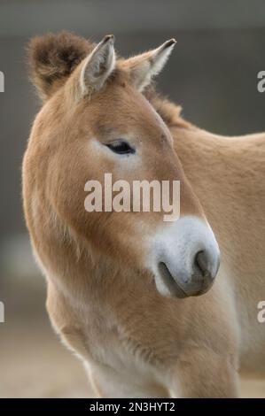 Porträt eines mongolischen Wildpferdes oder Przewalskis Wildpferdes (Equus przewalskii) in einem Zoo; Denver, Colorado, Vereinigte Staaten von Amerika Stockfoto