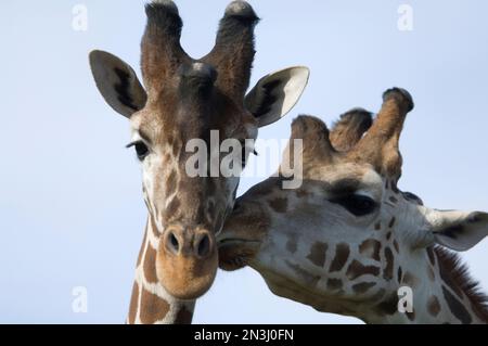 Thompsons Giraffe (Giraffa camelopardalis) zeigt Zuneigung zu einer anderen; Salina, Kansas, Vereinigte Staaten von Amerika Stockfoto