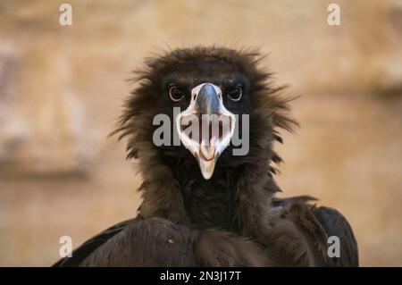 Porträt eines Insektengeiers (Aegypius monachus), der mit offenem Schnabel in einen Zoo in die Kamera schaut; Scottsbluff, Nebraska, Vereinigte Staaten von Amerika Stockfoto