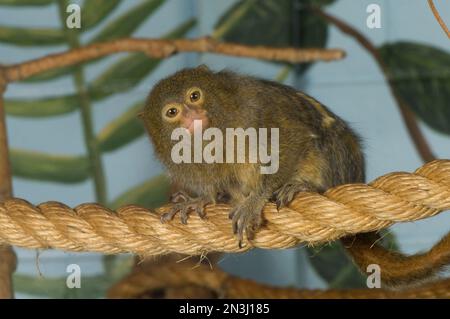 Porträt eines Pygmy-Murmeltier (Cebuella pygmaea) in einem Zoo; Colorado Springs, Colorado, Vereinigte Staaten von Amerika Stockfoto