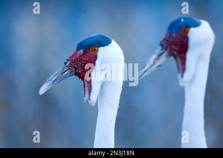 Nahaufnahme eines Krans (Bugeranus carunculatus) mit einem anderen, der daneben in einem Zoo steht Stockfoto