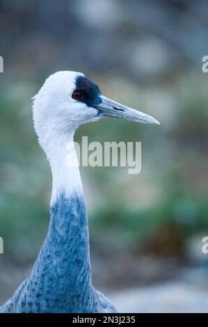 Nahaufnahme eines Kapuzenkrans (Grus monacha) in einem Zoo in Denver, Colorado, USA Stockfoto