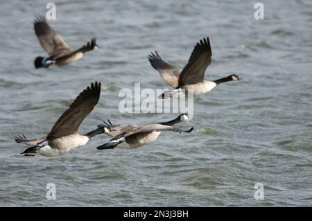 Vier Kanadische Gänse (Branta canadensis), die über ein Gewässer fliegen; Salina, Kansas, Vereinigte Staaten von Amerika Stockfoto