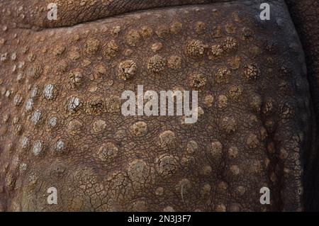 Nahaufnahme der zerknitterten Haut eines indischen Nashorns (Rhinocerus unicornis) in einem Wildpark; Salina, Kansas, Vereinigte Staaten von Amerika Stockfoto