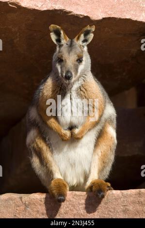 Porträt eines Gelbfußfelswallabys (Petrogale xanthopus xanthopus) in einem Zoo; Sioux Falls, South Dakota, Vereinigte Staaten von Amerika Stockfoto