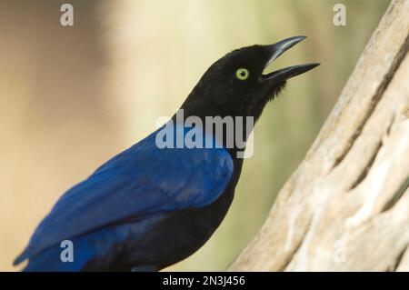 Nahaufnahme eines jay (Cissilopha beecheii) mit violetter Rückendeckung in einem Zoo; Omaha, Nebraska, Vereinigte Staaten von Amerika Stockfoto