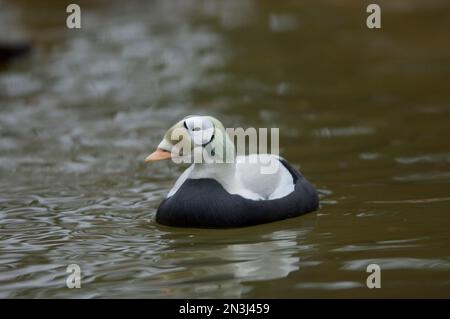 Porträt einer männlichen Brilleneiderente (Somateria fischeri) in einem Zoo; Sioux Falls, South Dakota, Vereinigte Staaten von Amerika Stockfoto