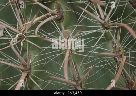 Nahaufnahme eines Fishhook Barrel Cactus (Ferocactus wislizenii) in einem Zoo; Omaha, Nebraska, Vereinigte Staaten von Amerika Stockfoto