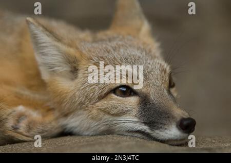 Nahaufnahme eines Swift Fuchses (Vulpes velox), der seinen Kopf in einem Zoobereich auf einem Felsen ruht; Omaha, Nebraska, Vereinigte Staaten von Amerika Stockfoto