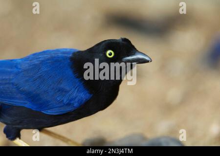 Nahaufnahme eines jay (Cissilopha beecheii) mit violetter Rückendeckung in einem Zoo; Omaha, Nebraska, Vereinigte Staaten von Amerika Stockfoto