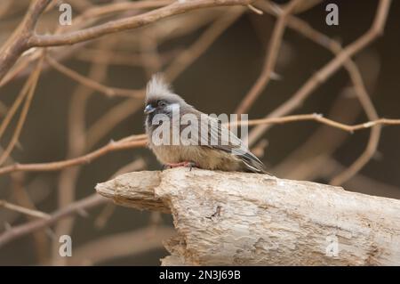 Porträt eines gesprenkelten Maulkopfs (Colius striatus) in einem Zoo; Omaha, Nebraska, Vereinigte Staaten von Amerika Stockfoto