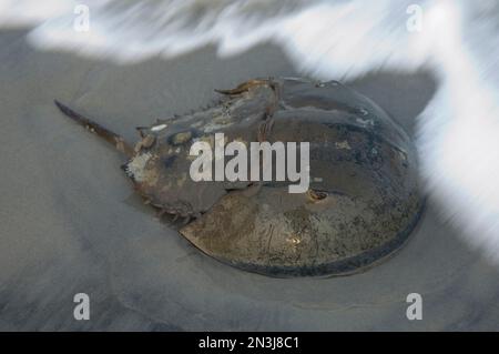 Horseshoe Crab (Limulus polyphemus) auf Sand in der Brandung; Stone Harbor, New Jersey, Vereinigte Staaten von Amerika Stockfoto