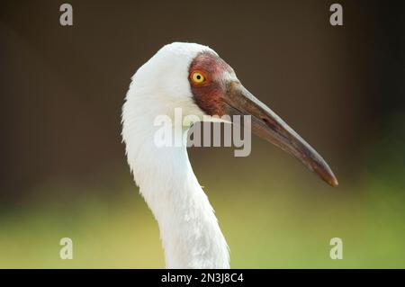 Nahaufnahme des Leiters eines Sibirienkrans (Grus leucogeranus) an der Internationalen Kranich-Stiftung Stockfoto