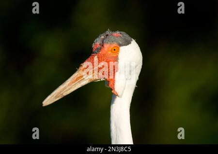 Nahaufnahme eines Kranichs (Bugeranus carunculatus) bei der International Crane Foundation in Baraboo, Wisconsin, Vereinigte Staaten von Amerika Stockfoto