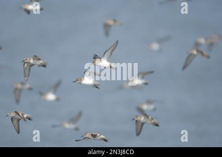 Schar halbpalmierter Sandpipers (Calidris pusilla) im Flug; Money Island, New Jersey, Vereinigte Staaten von Amerika Stockfoto