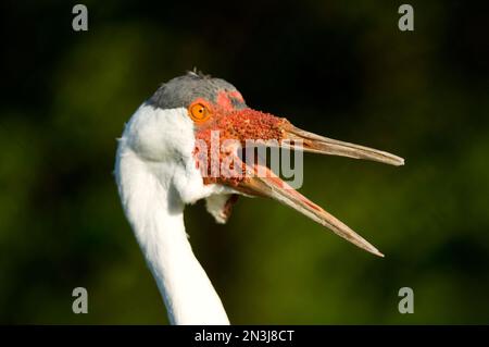 Nahaufnahme eines Kranichs (Bugeranus carunculatus) bei der International Crane Foundation in Baraboo, Wisconsin, Vereinigte Staaten von Amerika Stockfoto