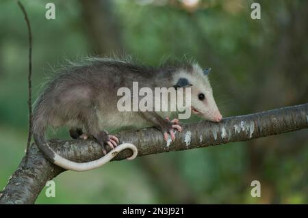 Nahaufnahme eines Baby Opossum (Didelphis virginiana), das auf einem Bauernhof in Greenleaf, Kansas, USA, über einen Ast klettert Stockfoto