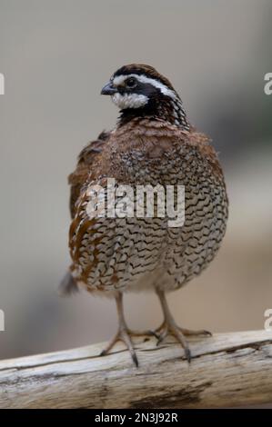 Porträt einer nördlichen Rotkopfwachtel (Colinus virginianus) hoch oben auf einem Baumstamm in einem Zoo; Toledo, Ohio, Vereinigte Staaten von Amerika Stockfoto