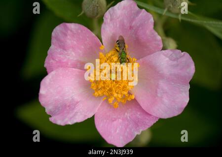 Nahaufnahme einer Carolina Rose (Rosa sp.) Mit einem bestäubenden Insekt; Baraboo, Wisconsin, Vereinigte Staaten von Amerika Stockfoto