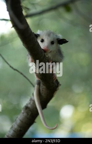 Nahaufnahme eines Baby Opossum (Didelphis virginiana), das auf einem Bauernhof in Greenleaf, Kansas, USA, über einen Ast klettert Stockfoto