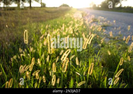 Gräser, die von Sonnenlicht beleuchtet werden, folgen einer Landstraße; Dunbar, Nebraska, Vereinigte Staaten von Amerika Stockfoto