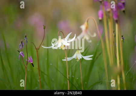 Laubläuliche Sternschnuppen (Dodecatheon hendersonii) und Weiße Rehlilien (Erythronium oregonum) aus dem Eichenreservat Cowichan Garry, einem extremen... Stockfoto