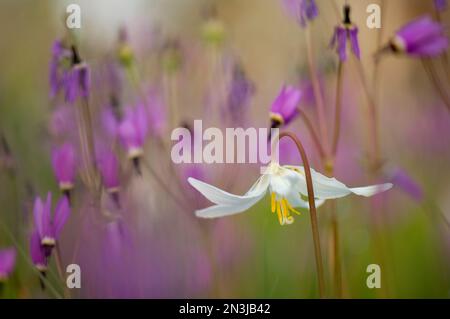 Laubläuliche Sternschnuppen (Dodecatheon hendersonii) und Weiße Rehlilien (Erythronium oregonum) aus dem Eichenreservat Cowichan Garry, einem extremen... Stockfoto