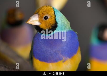 Nahaufnahme eines Gouldianischen Finks (Chloebia gouldiae), einer gefährdeten Art, in einem Zoo; Sioux Falls, South Dakota, Vereinigte Staaten von Amerika Stockfoto