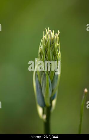 Nahaufnahme der Knospe einer großen Kamas-Blume (Camassia leichtlinii); Duncan, British Columbia, Kanada Stockfoto