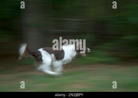 Bewegungsunschärfe eines englischen springer-Spaniel, der im Gras spielt; Marietta, Georgia, Vereinigte Staaten von Amerika Stockfoto