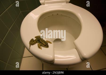 Ein Leopardenfrosch, der im Straßenverkehr getötet wurde, wurde auf einem Toilettensitz platziert; Watertown, New York, Vereinigte Staaten von Amerika Stockfoto