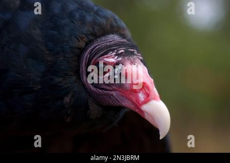 Nahaufnahme eines Truthahngeiers (Cathartes Aura) in einem Zoo; Watertown, New York, Vereinigte Staaten von Amerika Stockfoto