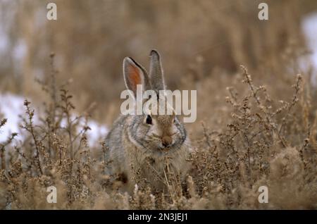 Wüstenhase (Sylvilagus audubonii), getarnt in verschneitem Grasland; Pinedale, Wyoming, Vereinigte Staaten von Amerika Stockfoto