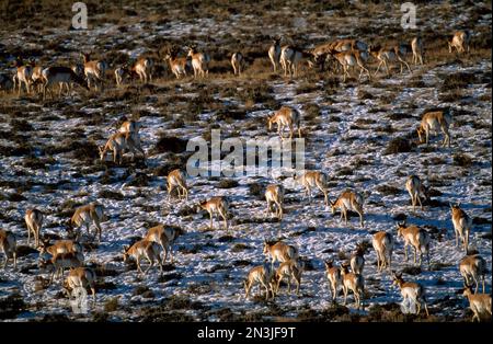 Herde mit Gabelböcken (Antilocapra americana), die in verschneitem Grasland weidet; Pinedale, Wyoming, Vereinigte Staaten von Amerika Stockfoto