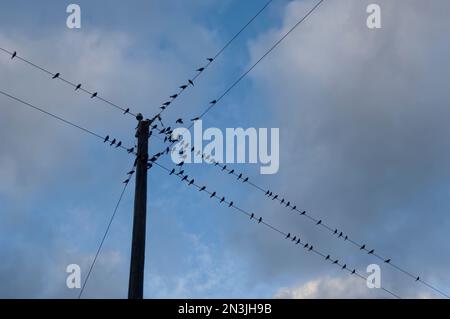 Blick aus dem niedrigen Winkel auf eine Fülle von Stars (Sturnidae), die in einer Reihe an Telefonleitungen gegen den Himmel mit Wolken sitzen Stockfoto