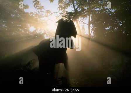 Blick von hinten auf eine Dinosaurierskulptur in einem nebligen Wald in den Vereinigten Staaten von Amerika. Stockfoto