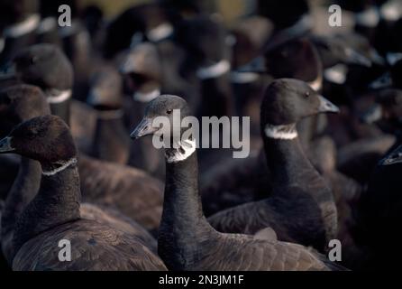 Herde schwarzer Brantgänse (Branta bernicla nigricans) am Nordhang Alaskas; Nordhang, Alaska, Vereinigte Staaten von Amerika Stockfoto